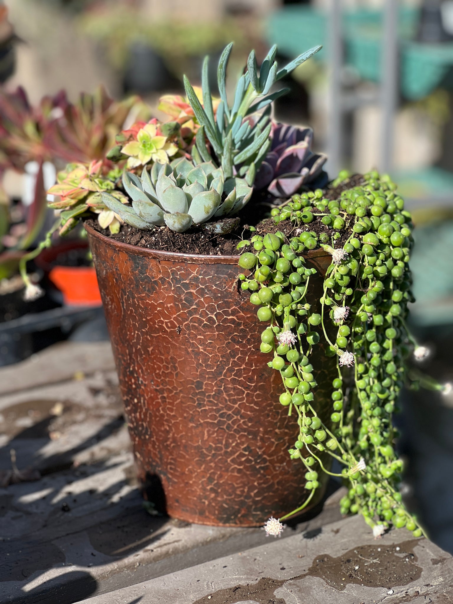 copper indoor plant pots 8" Round Hammered Copper Indoor Flower Pot in Oil Rubbed Bronze – Eli Home Products